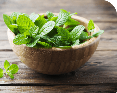 ¿Cómo cultivar culantro en casa?