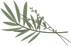 Ilustración de hierbas aromáticas secas