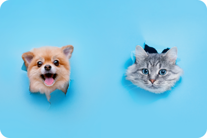 Foto de mascotas perro y gato con fondo celeste