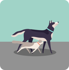 Ilustración de mascotas perro y gato caminando